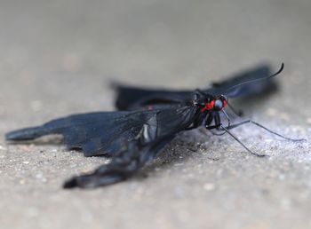 Close-up of fly on land