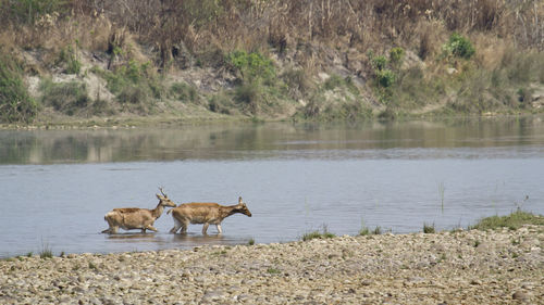 Deer on a lake