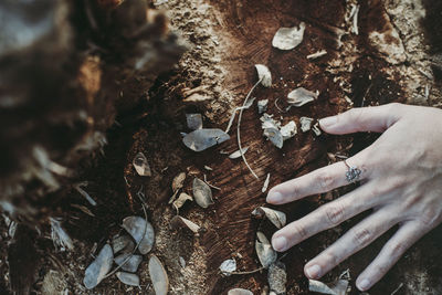 High angle view of woman hand touching chopped tree stump