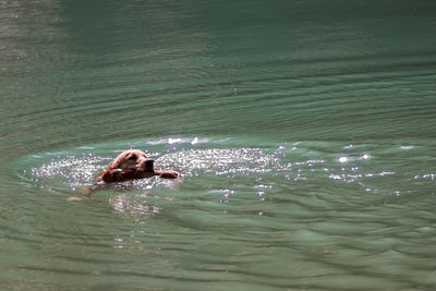 Woman swimming in pool