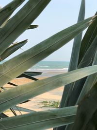 Close-up of plant on beach against clear sky