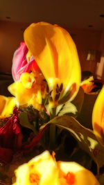 Close-up of yellow flowers