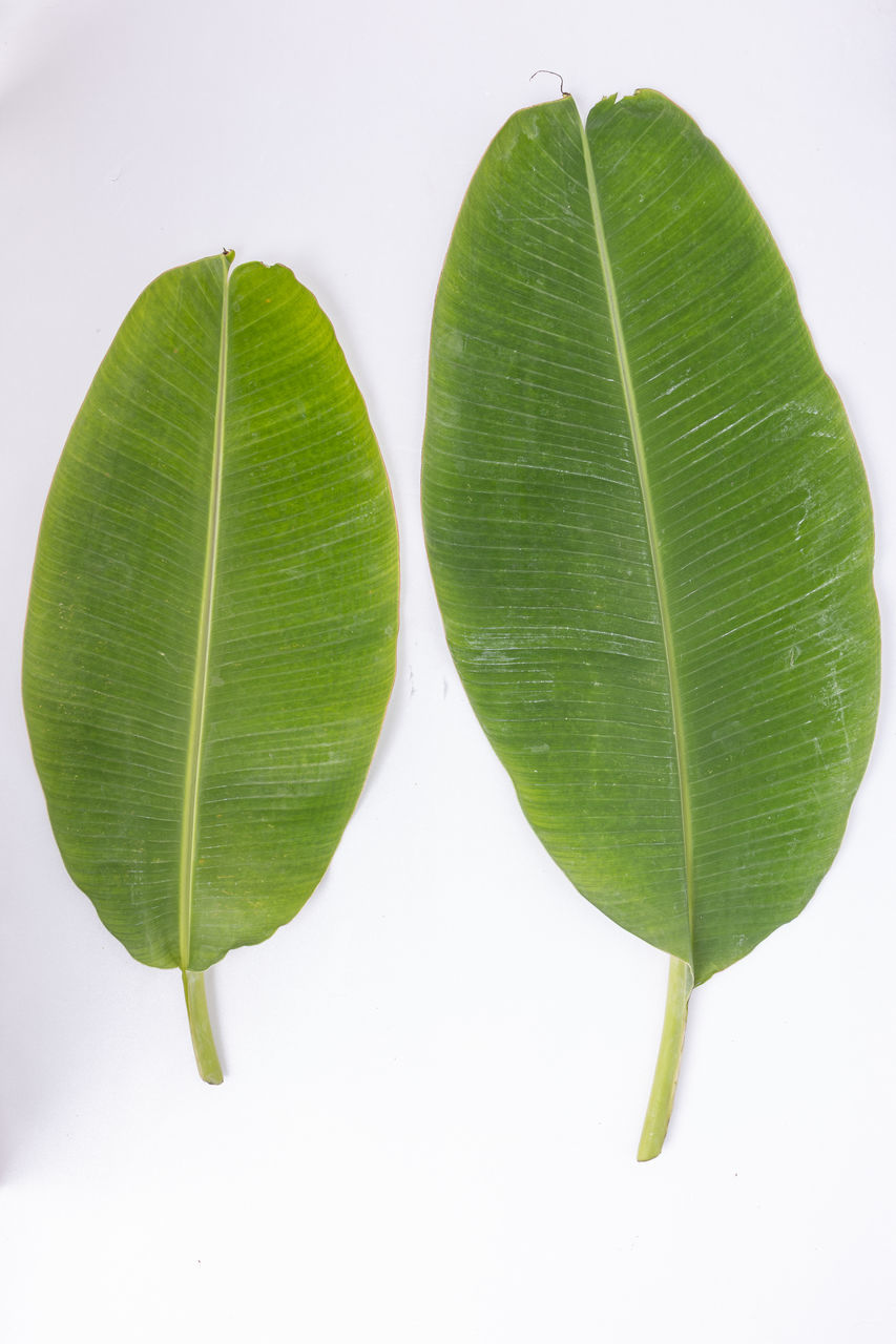 HIGH ANGLE VIEW OF FRESH GREEN PLANT AGAINST WHITE BACKGROUND