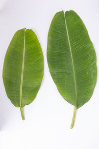 Close-up of green leaves against white background