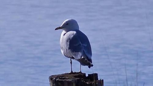 Bird perching on railing