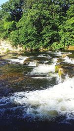 Scenic view of river in forest