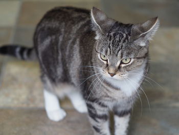 Close-up portrait of tabby cat