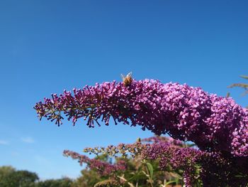 Low angle view of insect pollinating on flowers against sky