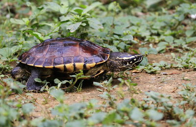 Malayan snail- eating terrapin walking in the garden.