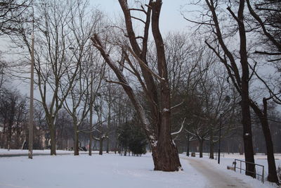 Bare trees on snow covered landscape