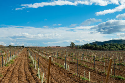 Scenic view of the vineyard of brafim  against the sky