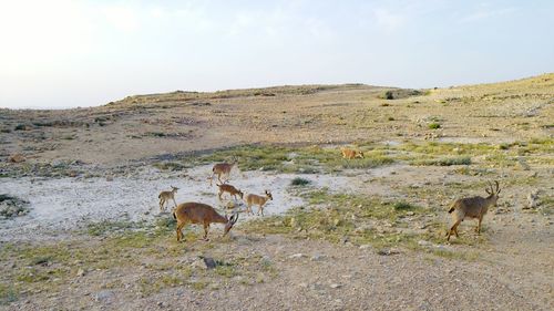 Ibex herd in the negev desert