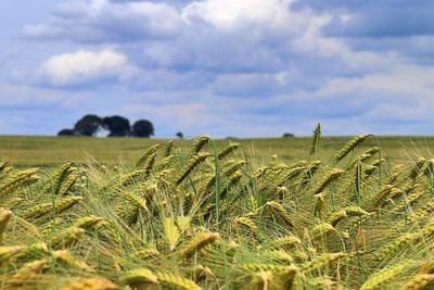 Crops growing on field against sky