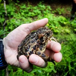 Close-up of hand holding crab