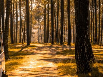 Pine trees in forest