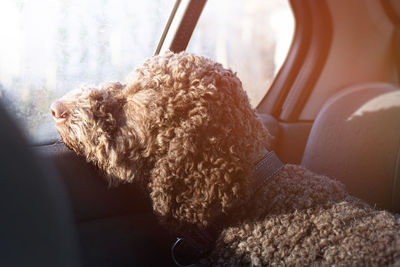 Cute dog driving in the car and enjoying