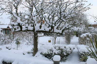 Snow covered trees against sky