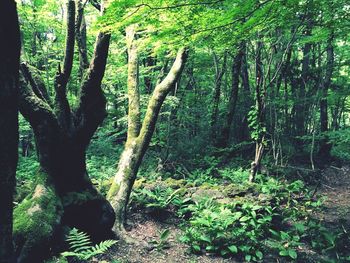 Trees in forest