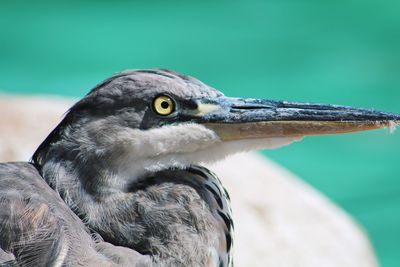 Close-up of a bird