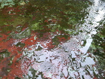 Reflection of trees in puddle