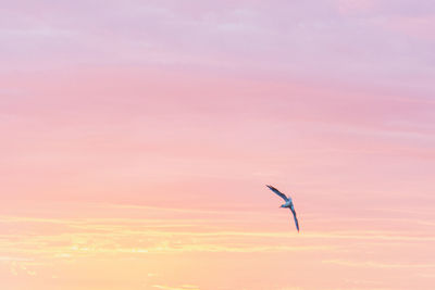 Silhouette bird flying in sky