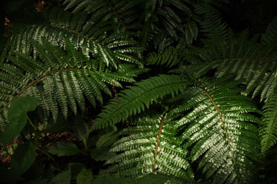 High angle view of fern leaves