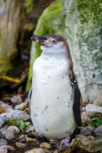 Close-up of penguin