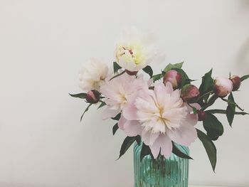 Close-up of fresh pink flowers in vase against white background