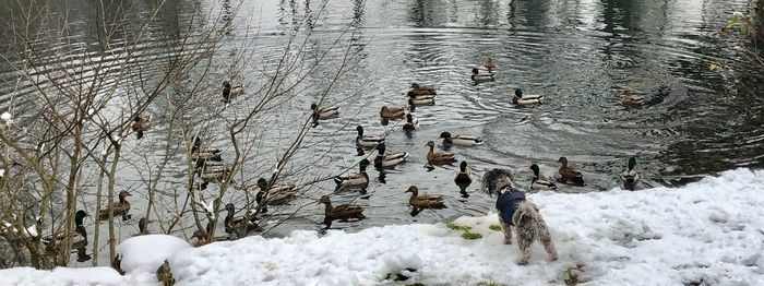 Scenic view of frozen lake during winter