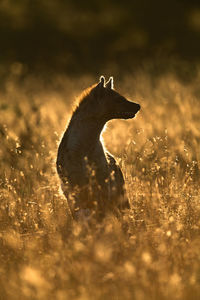 Hyena sitting amidst plants on land during sunset