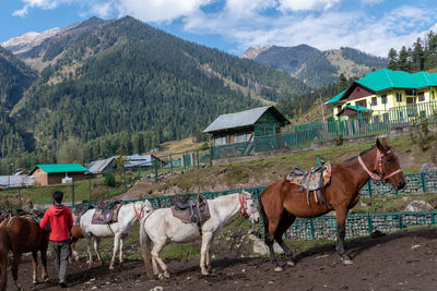 Horse riding on the way to base camp,