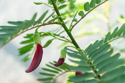 Close-up of red chili leaves on plant