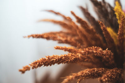 Close-up of dry flowers against sky