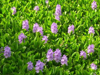 High angle view of purple flowering plants