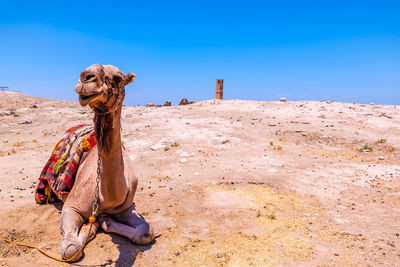 View of dog on sand