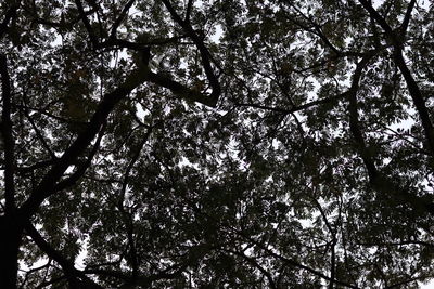 Low angle view of silhouette trees against sky