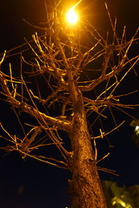 Low angle view of illuminated tree against sky at night