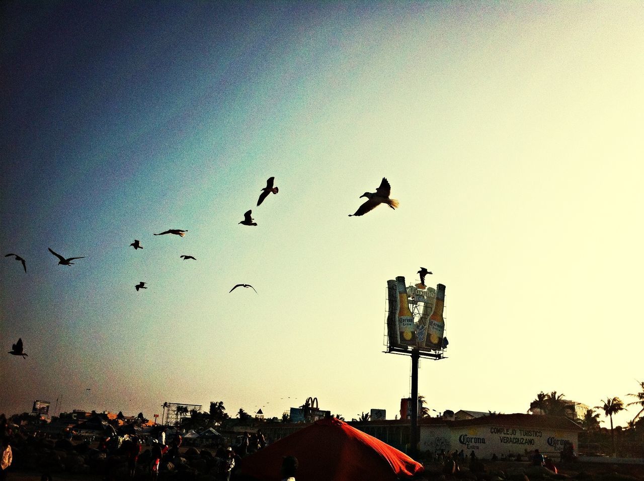 bird, animal themes, flying, animals in the wild, wildlife, clear sky, building exterior, flock of birds, low angle view, built structure, architecture, silhouette, sky, copy space, mid-air, outdoors, nature, street light, no people