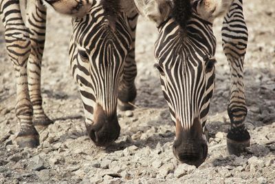 Close-up of zebras