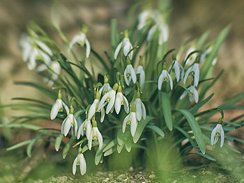 Close-up of flowering plant