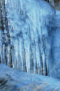 Close-up of frozen trees against sky