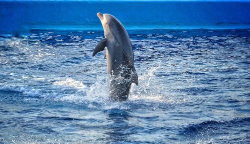 Dolphin standing up