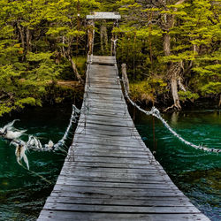 Footbridge amidst trees in forest
