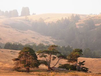 Trees on field against sky