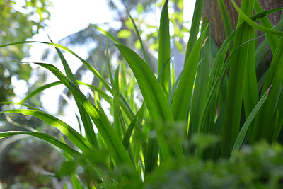 Close-up of fresh green plants