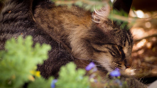 Close-up of cat sleeping