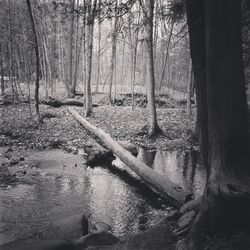 Trees in forest