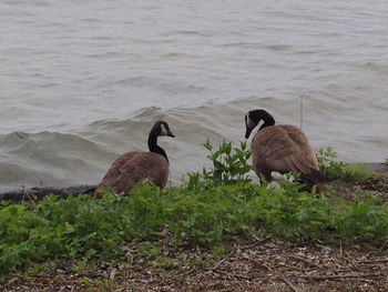 Ducks on a lake