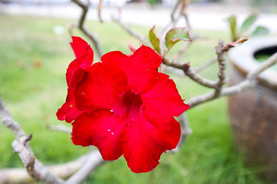 Close-up of red hibiscus flower