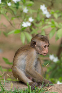 Close-up of monkey sitting on tree